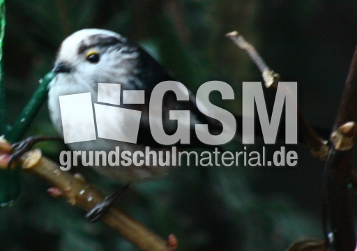 P-Schwanzmeisen 035.jpg